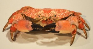Mosaic crab                    